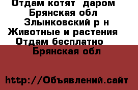 Отдам котят  даром - Брянская обл., Злынковский р-н Животные и растения » Отдам бесплатно   . Брянская обл.